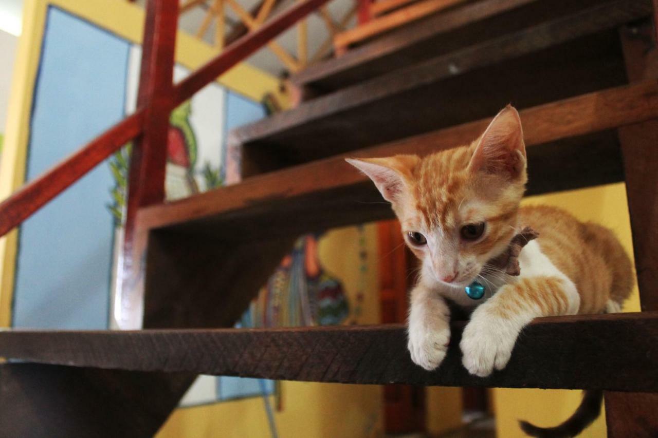 Ciao Cacao Hostel & Vegan Cafe Flores Zewnętrze zdjęcie